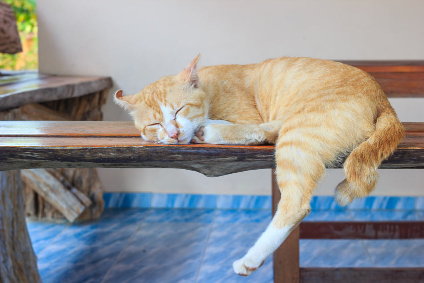 Eine rot-weiß getigerte Katze schläft auf einer Bank