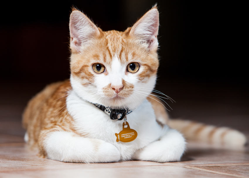 Eine rot-weiße Katze mit Halsband und Marke