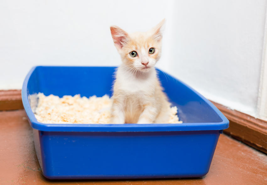 Ein rot-weißes Kätzchen in einer offenen Katzentoilette