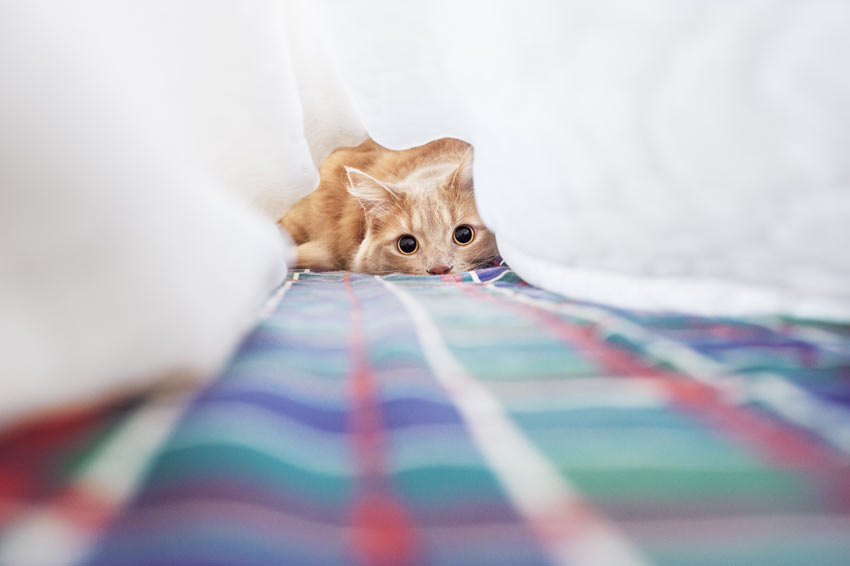 Eine rothaarige Katze spielt unter dem Bettlaken