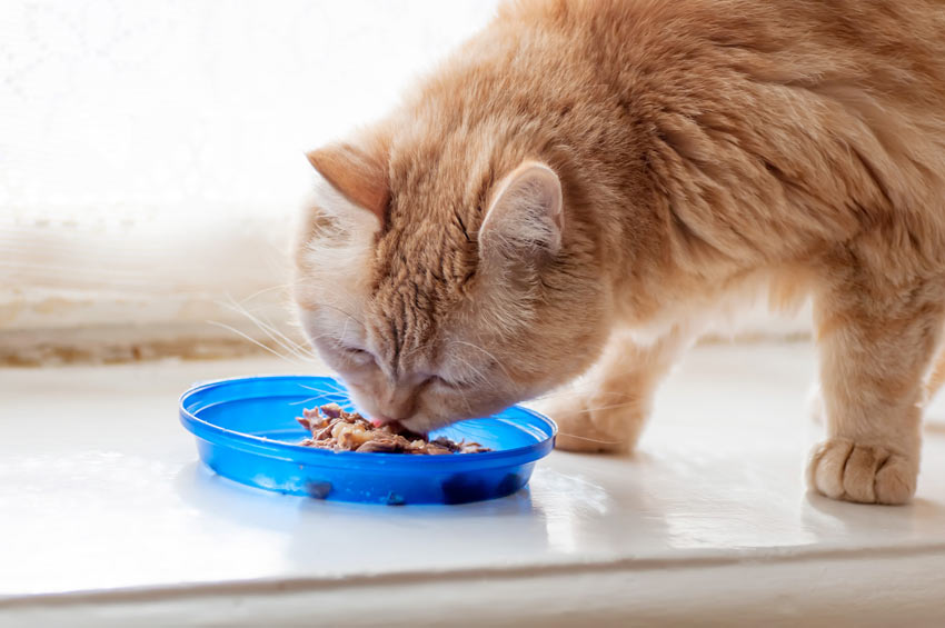 Eine rötliche Katze, die sich ihr Nassfutter schmecken lässt
