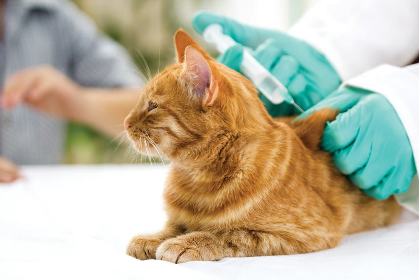 A ginger tabby cat having a vaccination