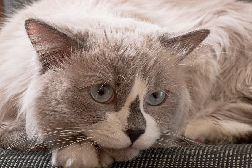 Eine grau-weiße Ragdoll Katze, die gut mit Kindern auskommt