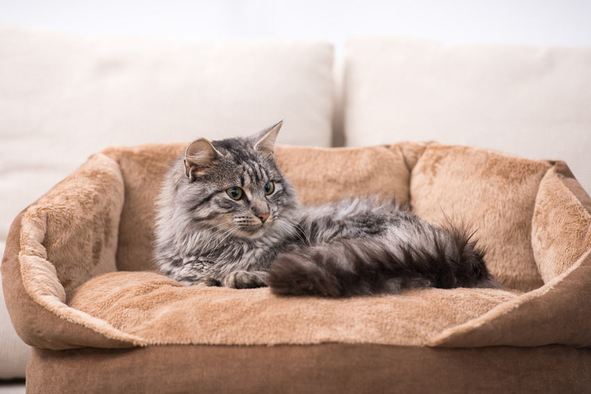 Eine grau getigerte Katze mit einem schönen dicken langen Fell, die in ihrem bequemen Bett liegt