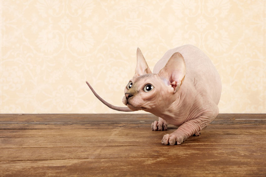 Eine unbehaarte Sphynx mit hypoallergener Haut