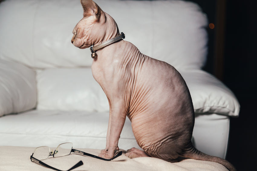 Eine haarlose Sphynx-Katze