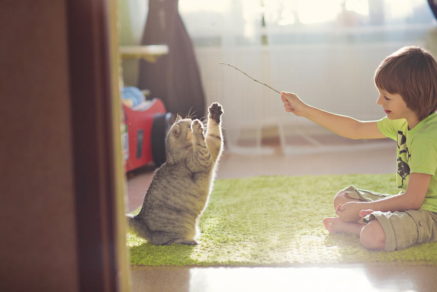 Eine fröhlich-verspielte Katze