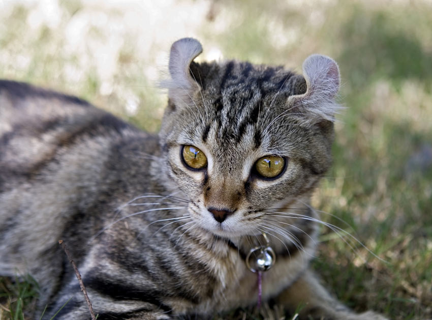 Eine wachsam aussehende Highlander Katze