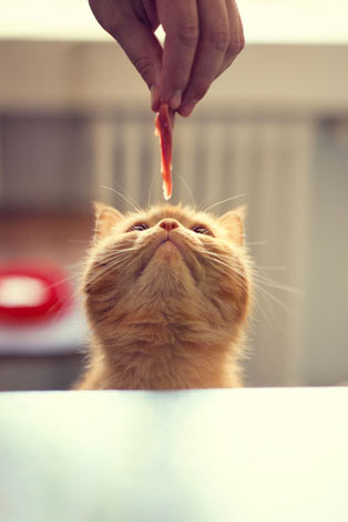 Eine hungrige kleine rote Katze, die sich nach einem Leckerbissen streckt