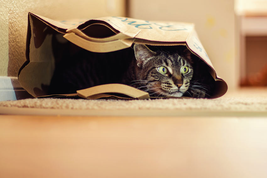 Eine neugierige getigerte Katze, die sich in einer Papiertüte versteckt hat