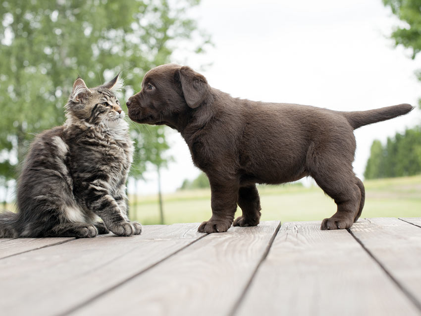 Ein Kätzchen und ein Welpe treffen sich zum ersten Mal