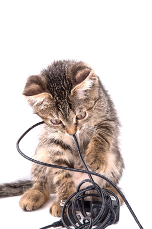 Ein Kätzchen, das an einem Kabel kaut