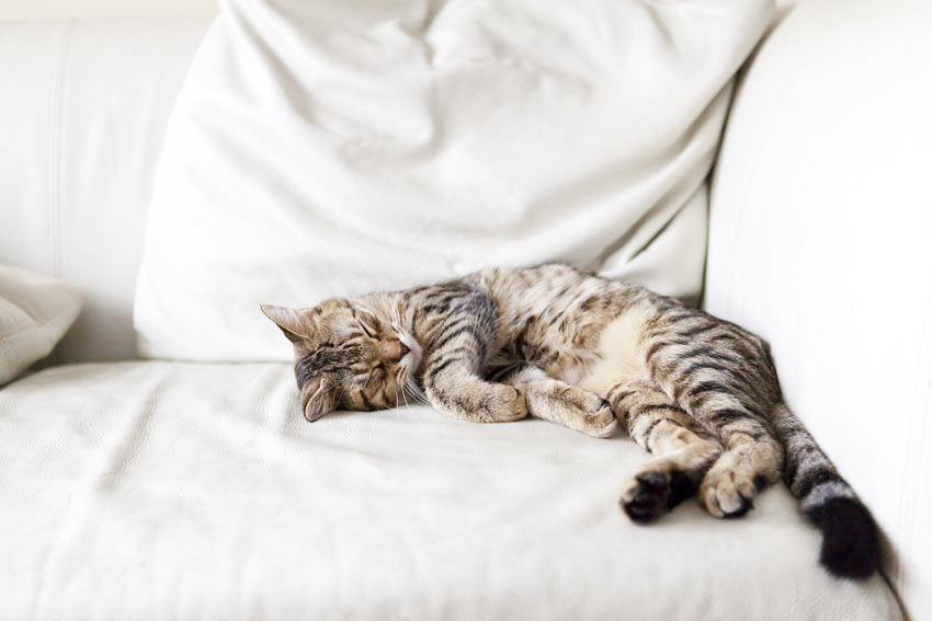 Eine erwachsene Katze, die gemütlich auf dem Sofa ausgestreckt, schläft