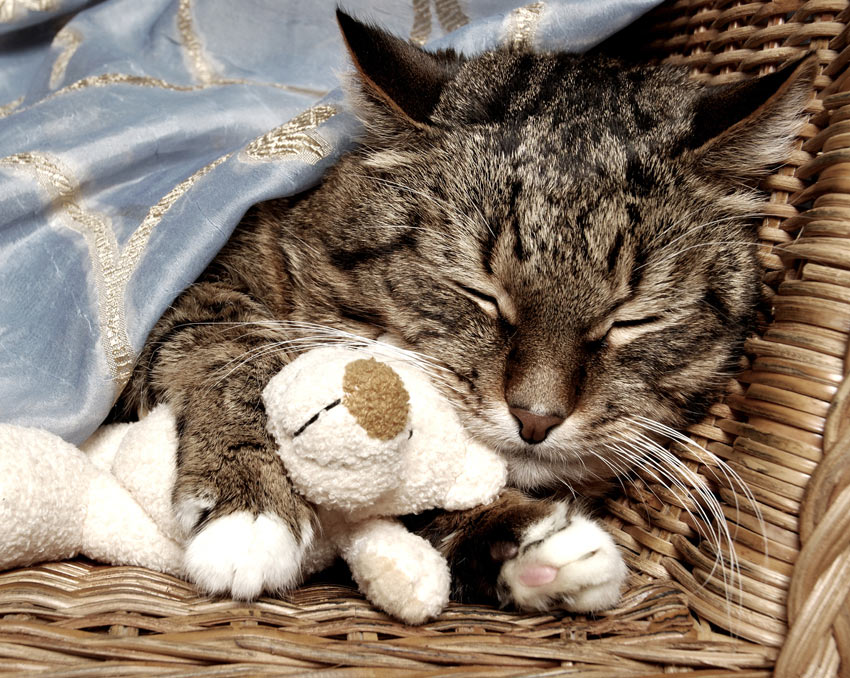 Eine faulenzende Katze, die unter einer Decke schläft