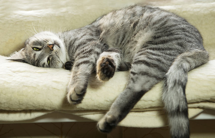 Eine faule graue Katze, die auf dem Sofa schläft