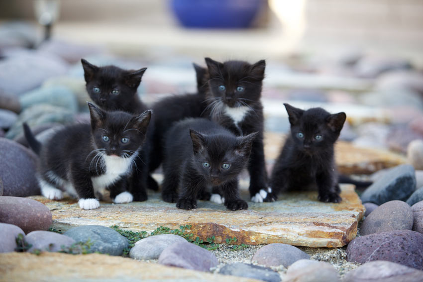 Ein Wurf von sechs schwarz-weißen Kätzchen