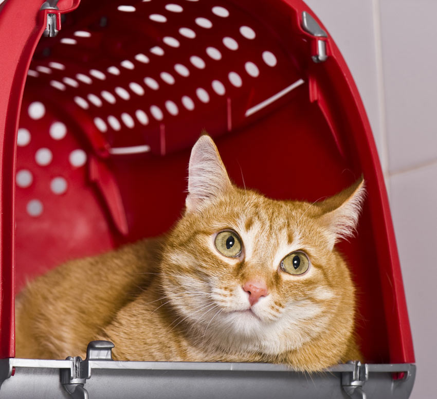 Eine hübsche rothaarige Katze überlegt sich, ob sie ihre Box verlassen soll