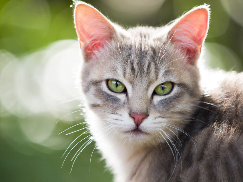 Eine reizende junge Tabbykatze mit großen schönen grünen Augen