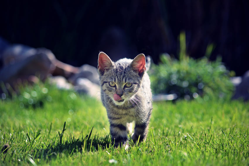 Ein heranwachsendes Kätzchen, das im Garten im Gras herumläuft