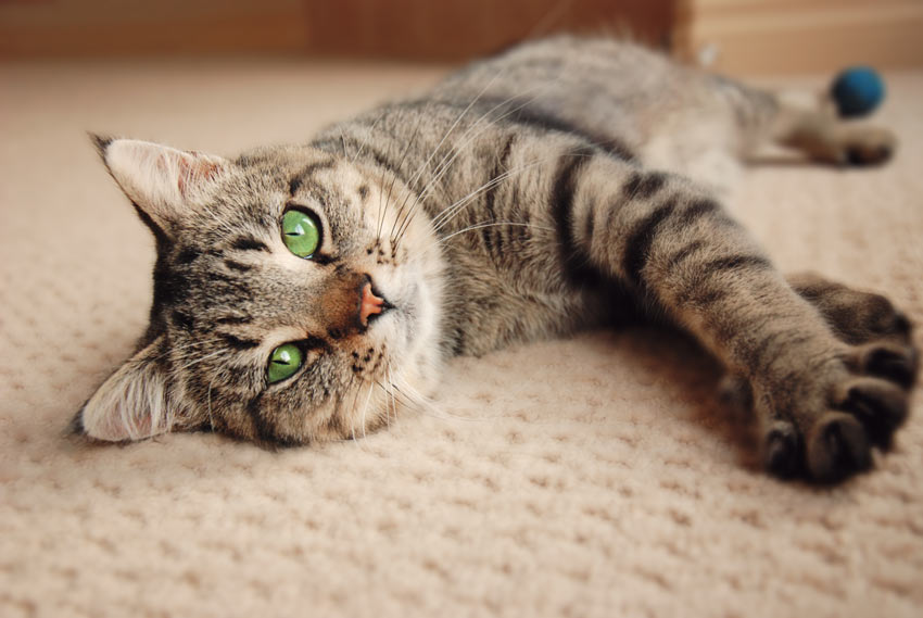 Eine getigerte Katze, die mit ausgestreckten Pfoten auf dem Teppich liegt