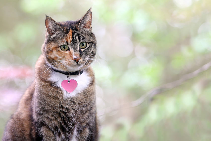 Eine süße Tabby-Katze mit Halsband und herzförmiger Marke