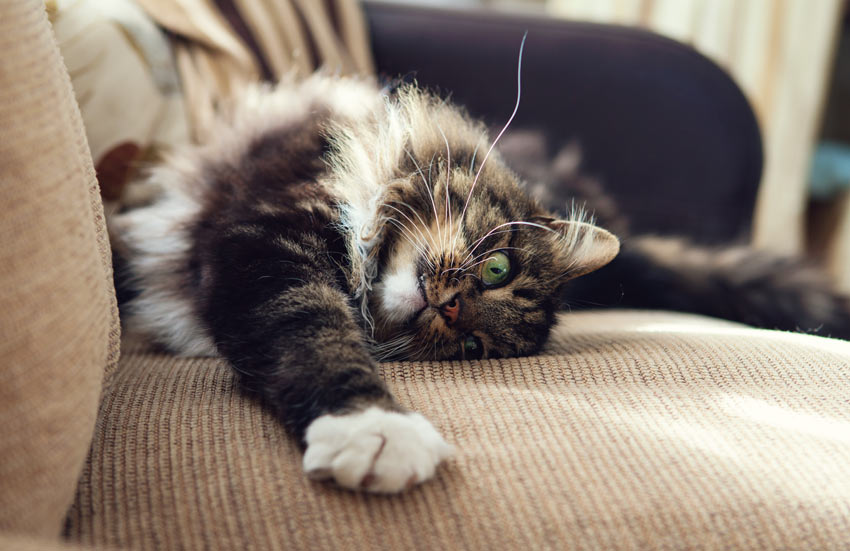 Die Ankunft einer neuen Katze vorbereiten - Veteri