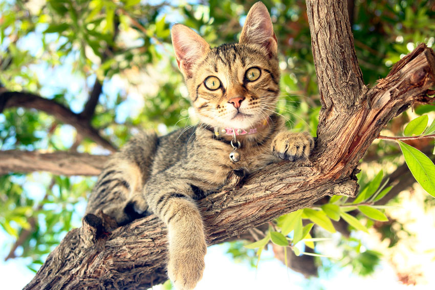 Eine kurzhaarige Tabby, die glücklich in einem Baum liegt