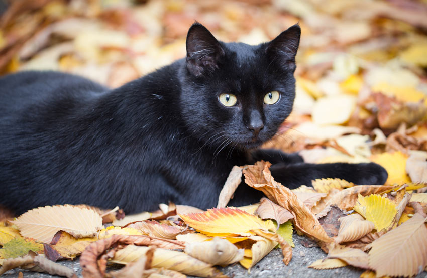Eine einfarbig schwarze Katze