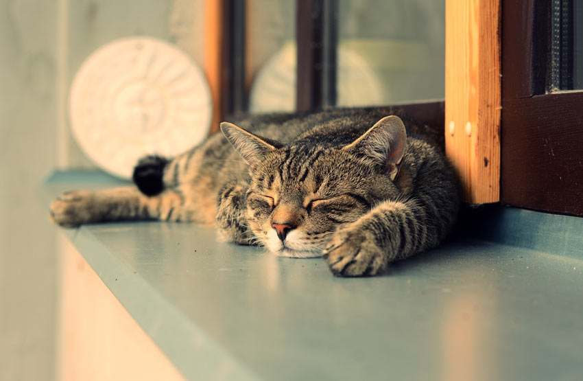Eine getigerte Katze macht nach dem Fressen ein Verdauungsschläfchen