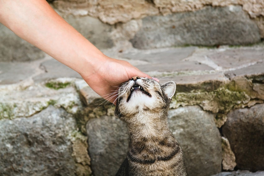 Eine getigerte Katze, die ihren Kopf an der Hand ihres Besitzers reibt