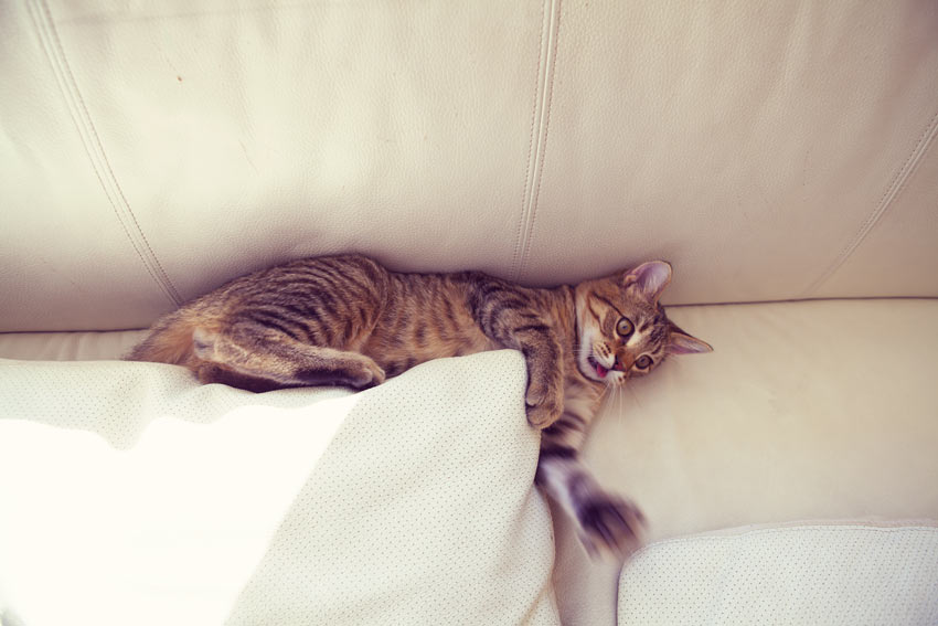 Eine Tabbykatze, die das Sofa zerkratzt