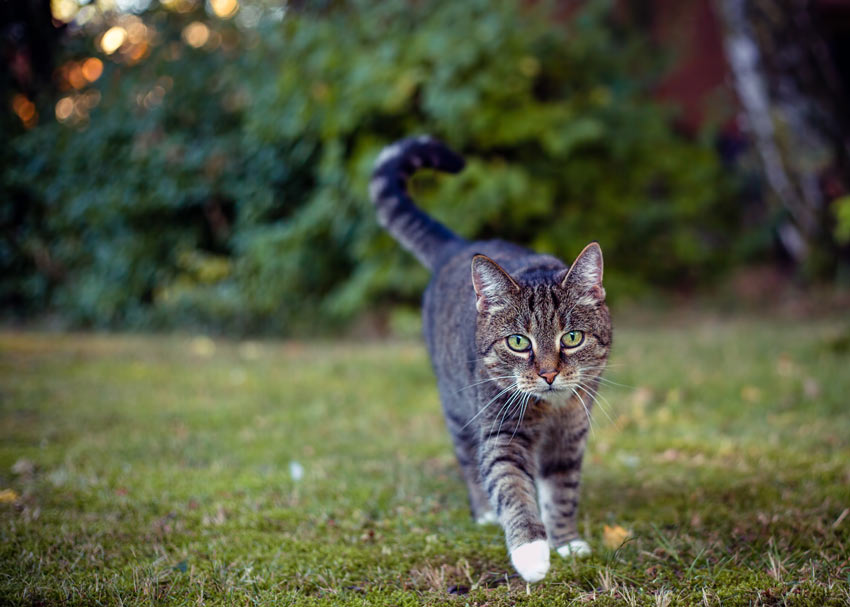 Eine getigerte Katze, die durch den Garten spaziert