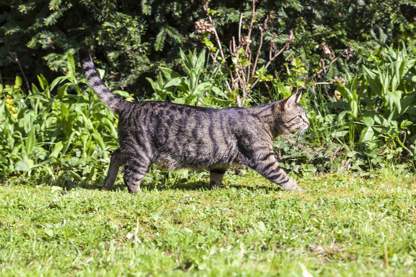 Eine getigerte Katze, die im Garten über den Rasen spaziert