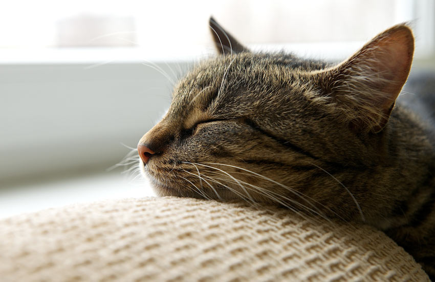 Eine müde getigerte Katze, die sich auf dem Sofa ausruht