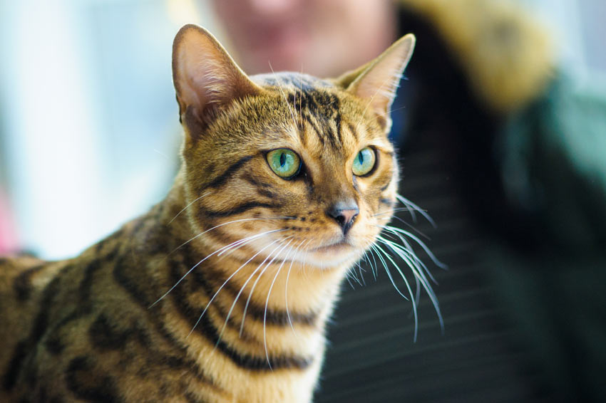 Die kluge und gesellige Bengalkatze