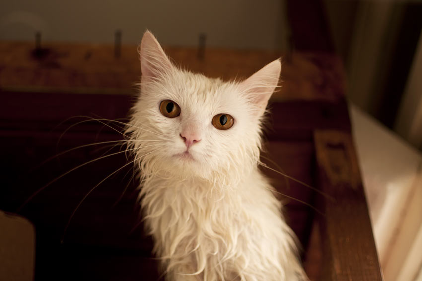 Eine nasse Katze, die nach dem Baden abgetrocknet werden muss