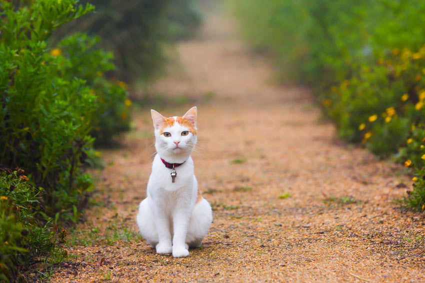 Eine weiß-rote Katze, die auf einem Kiesweg sitzt