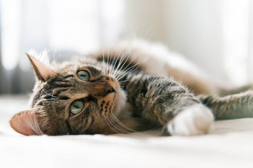 Eine wunderschöne erwachsene Tabby-Katze, die sich auf dem Teppich wälzt
