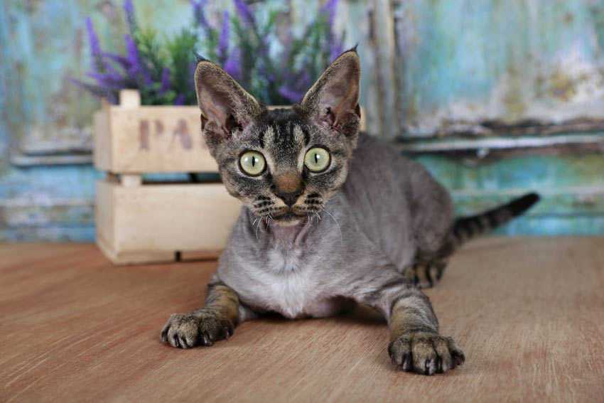 Eine junges Devon Rex Kätzchen, mit hypoallergenem Fell