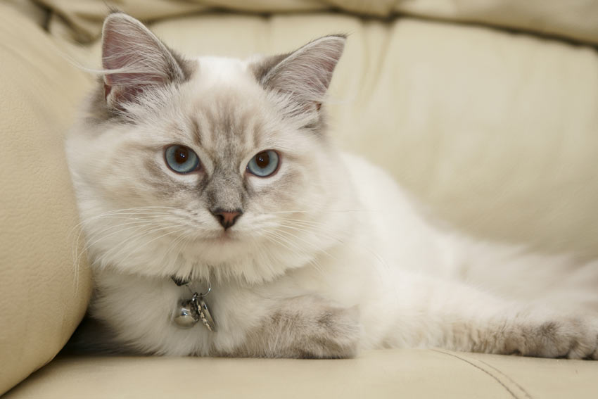 Eine junge Ragdoll-Katze, von Natur aus hinreißend kuschelig