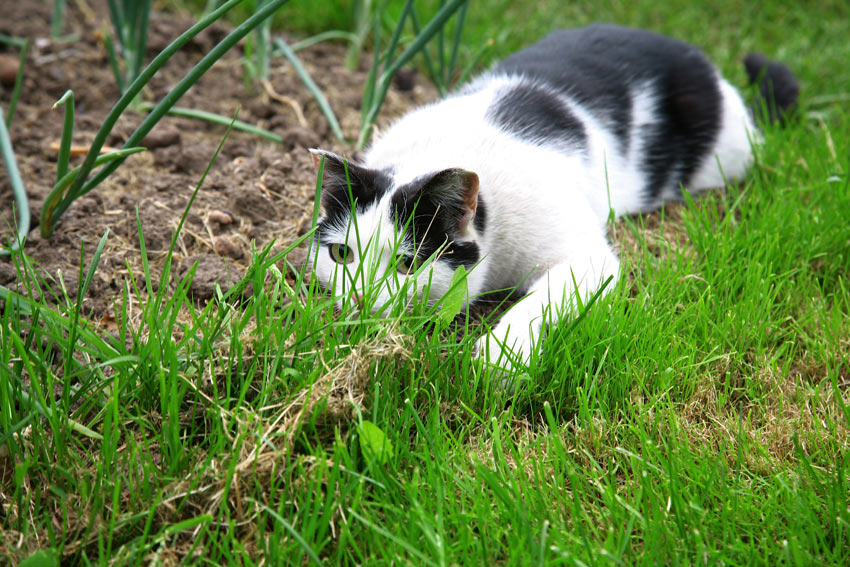 Eine junge schwarz-weiße Katze auf der Jagd, bereit zum Sprung