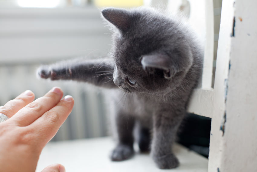 Ein junges graues Kätzchen, das mit der Hand seines Besitzers spielt