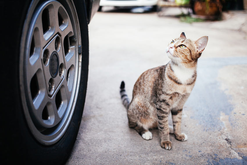 Eine junge Tabby Katze, die einer Autofahrt eher skeptisch gegenüber steht