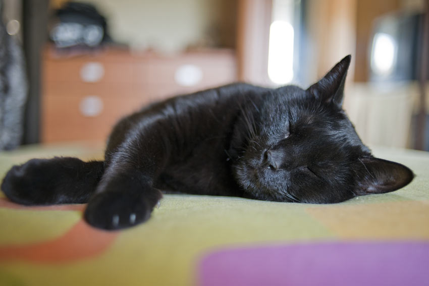 Eine liebenswerte, schlafende schwarze Katze