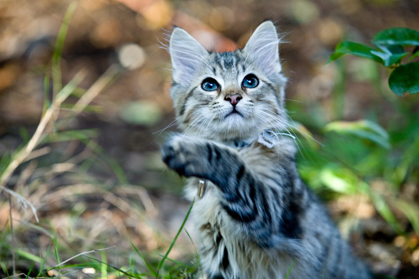 An adorable young kitten playing outside