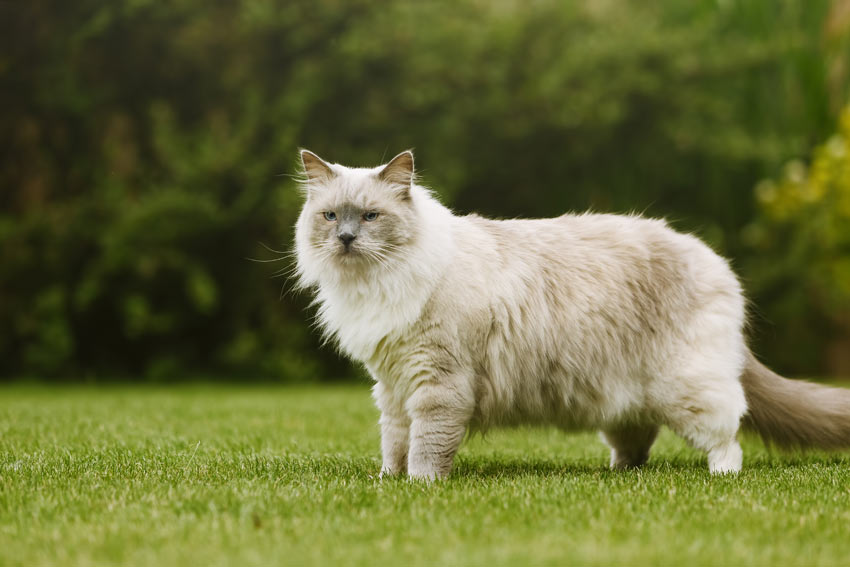 Eine erwachsene Ragdoll-Katze mit unglaublich dickem, langem Fell