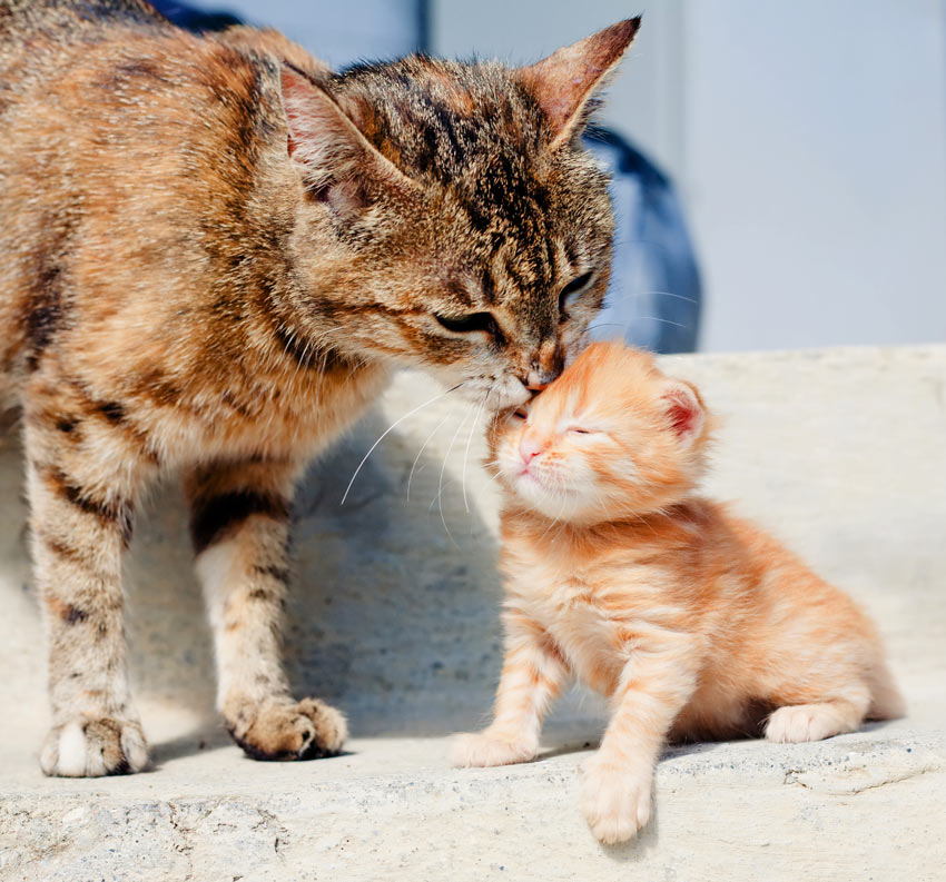 Eine erwachsene Katze reinigt das Fell ihres Jungen