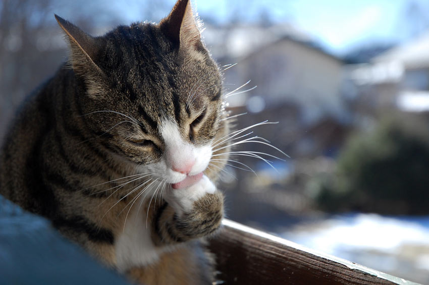 Eine erwachsene Katze beim Putzen