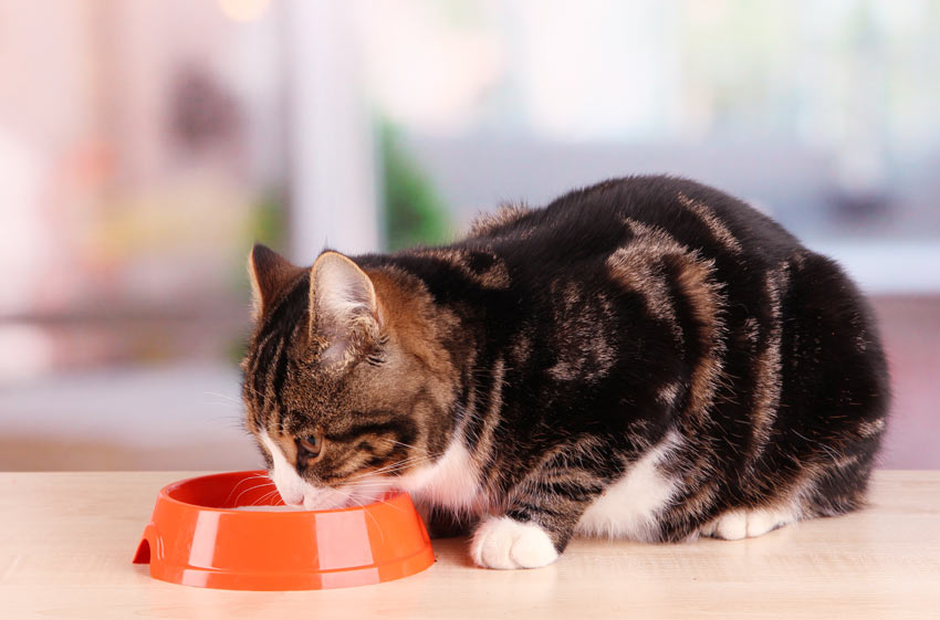 Eine erwachsene Katze lässt sich ihr Futter schmecken