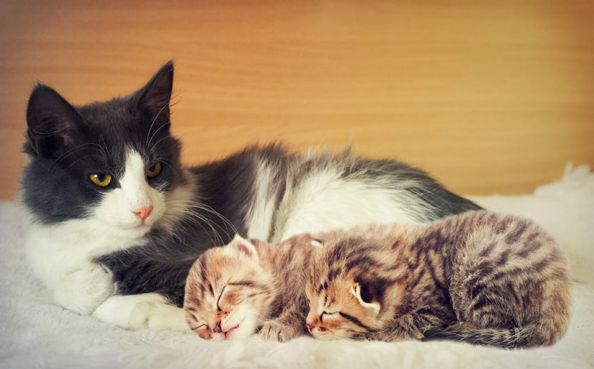 Eine erwachsene Katze mit zwei wunderschönen kleinen Kätzchen